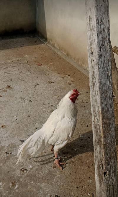 urgent forsale  hera breeder