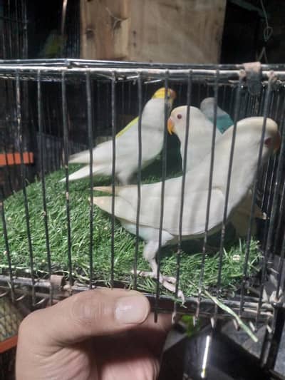 Albino red eyes. . decino pathy