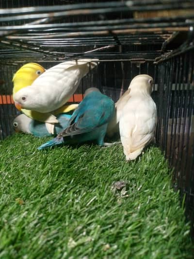 Albino red eyes. . decino pathy