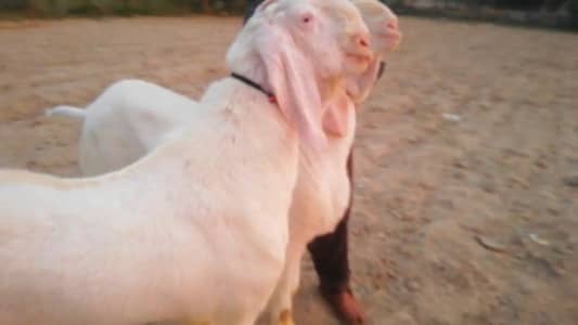 2 Bakre For Sale call you __03221442364