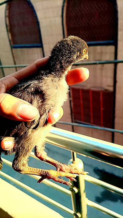 assel mianwali home breed