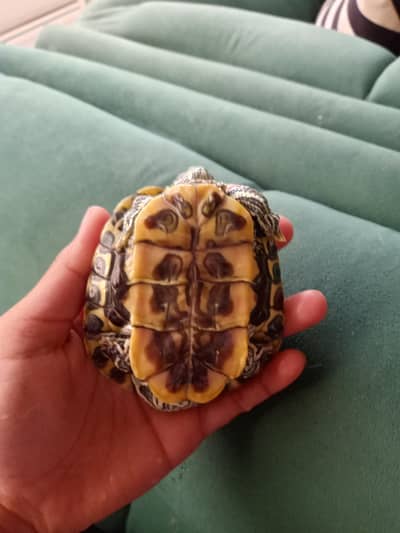 the cute healthy turtle