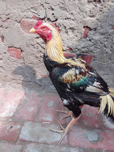 aseel murgha for sale