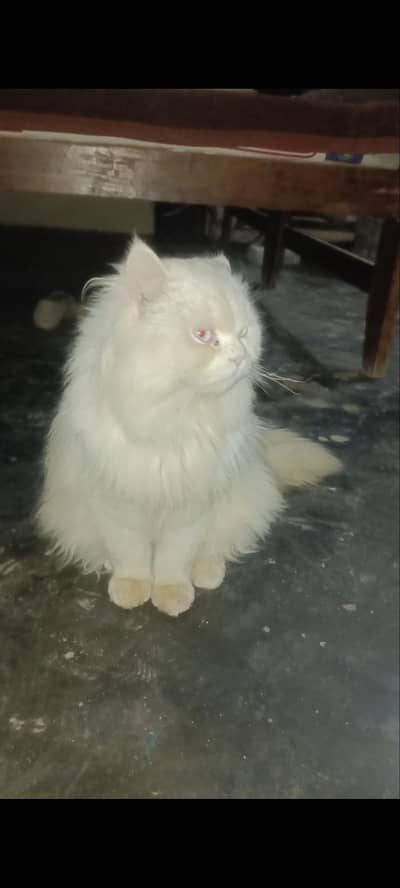 100% Pure Original Persian