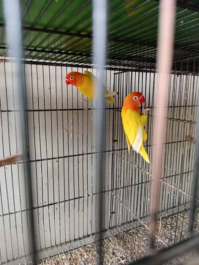 Lotino Parsnata Creamino 0318-2012121