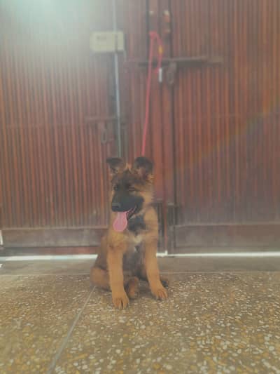 long coat german shepherd