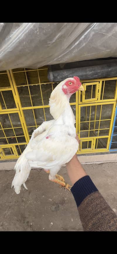 Shamoo white breeder pair or 2 black females for sale