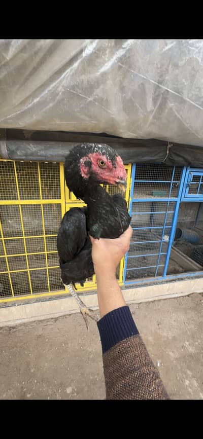 Shamoo white breeder black females for sale