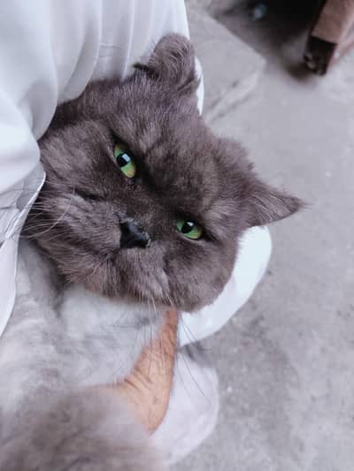 Persian triple coat male
