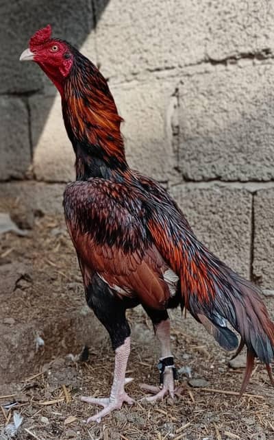 Aseel Murga Peela Murga Shajra Murga Aseel Patha