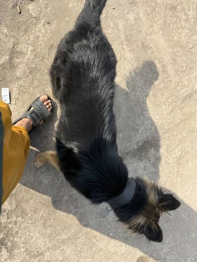 جرمن شیفرڈ فیمیل ڈوگی (لونا) برائے فروخت