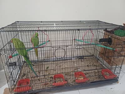 Breeding RingNeck Parrots