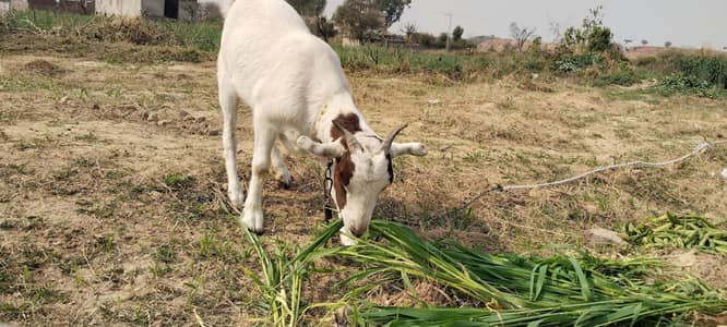 hiran nasal ki bakri