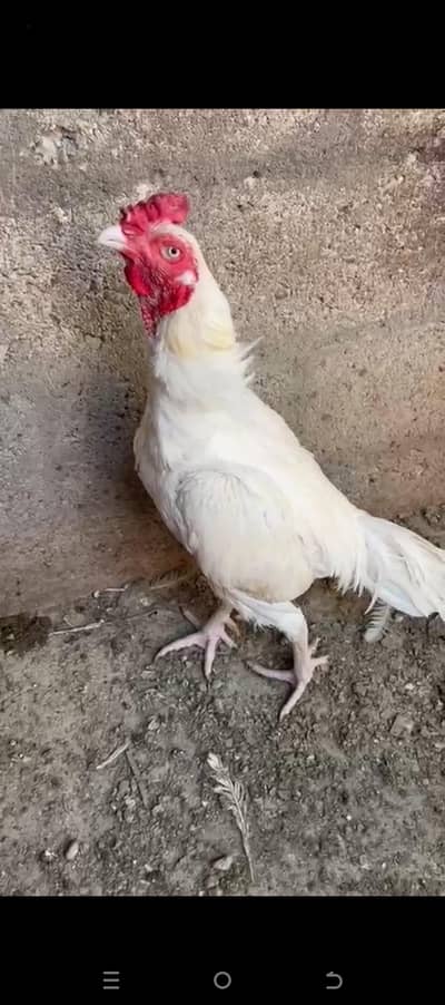 Heera murga 1 number Quality Male