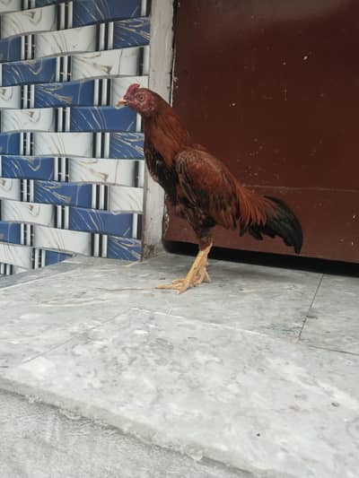 aseel pila  mianwali  murgha argent sell