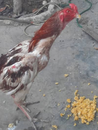 aseel patha for sale