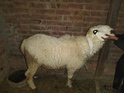 shattra for sale  03022740221