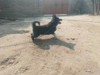 *Russian dog for sale*