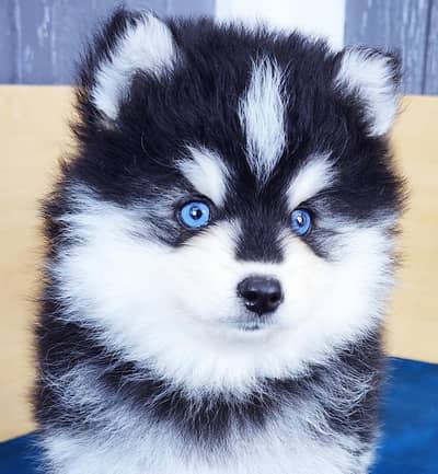 husky puppies 03111968618