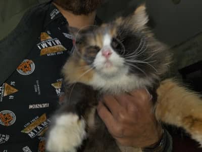 Brown and black triple coat persian cat for sale