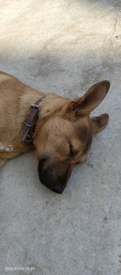 Belgian | Alsatian | Bakarwal | Shepherd guard dog for farms