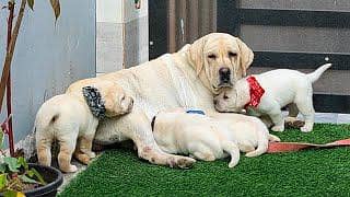 Labrador puppies 03111968618
