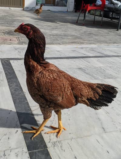 aseel murghi/female for sale. Healthy active and vaccinated