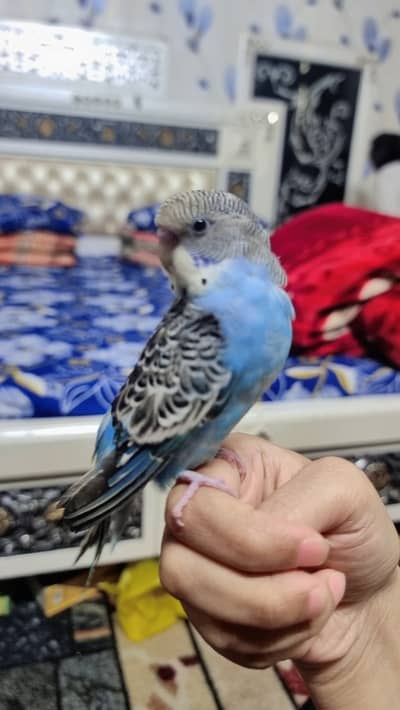 colorfull hand tamed budgie