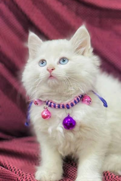 Persian cats My WhatsApp 03492207133 /$00043