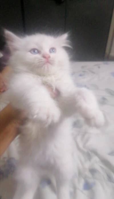 kitten looking for new home