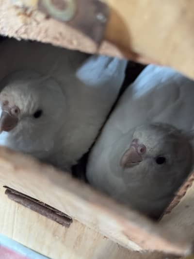 Parrots for sale both pair 100 percent breeder