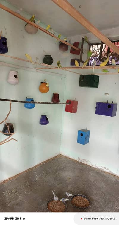 Austrilian parrot for Sale (per pcs 500)