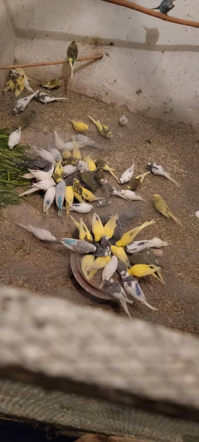 Astaliyan parrot  800