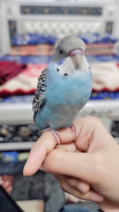 colorfull hand tamed budgie
