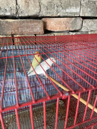 Lovebird breeder pairs with cage and boxes with fertile eggs jawa pair
