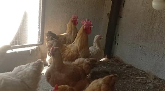 golden heavy available