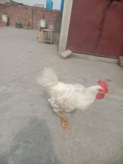 2 Murghy Sale - 7 mahina umr - Healthy and Active