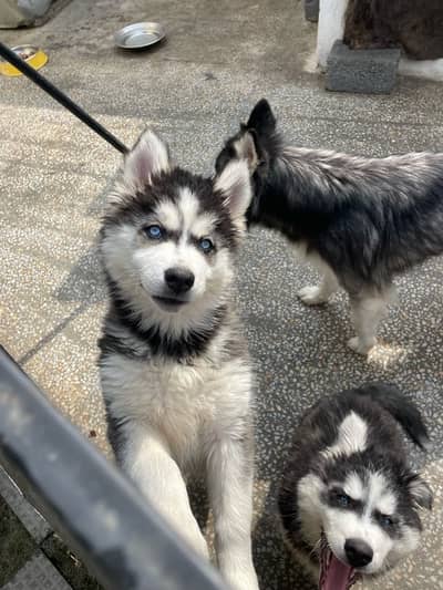 Siberian husky puppies blue eyes wooly coat and healthy active