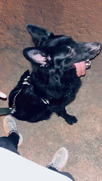 Black german shepherd