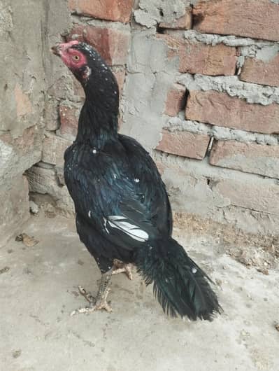 Lasani hen egg dai rai h