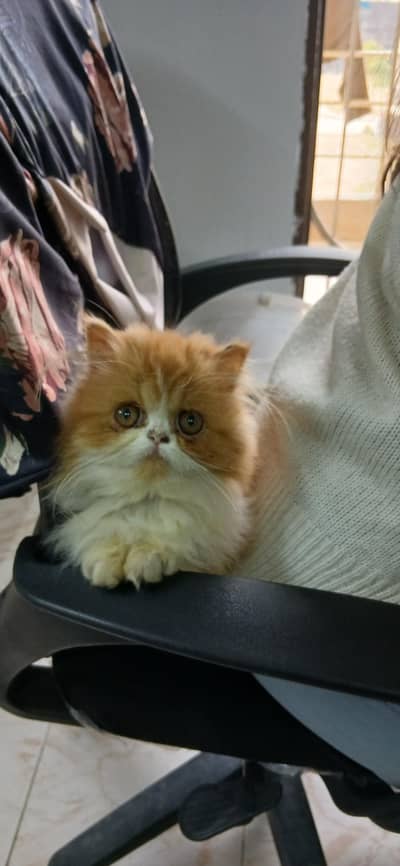 Persian kitten for sale
