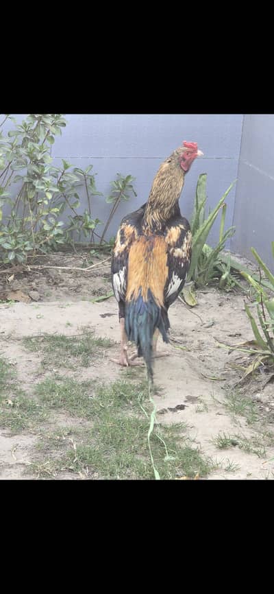 Aseel Mianwali breed