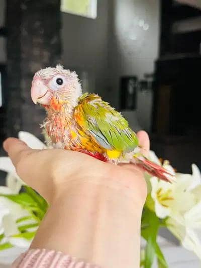 pineapple conure high red factor chicks