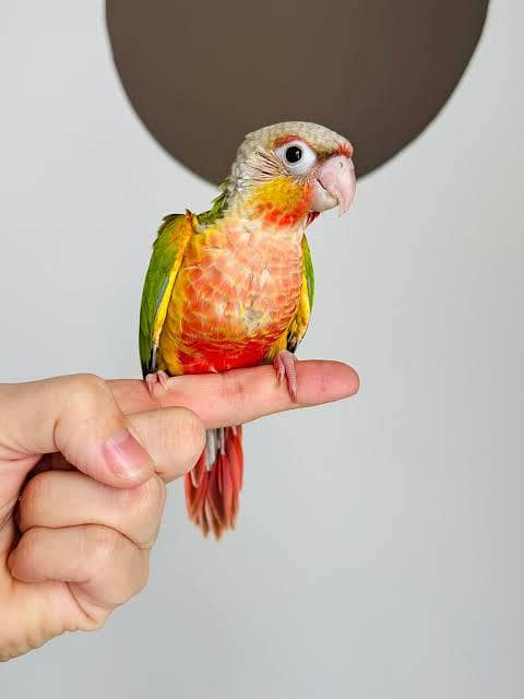 pineapple conure high red factor chicks 1