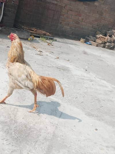 Ghar Ka Pala hua Murgha