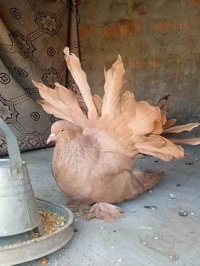 American Yellow  Breedair Pair Pigeon