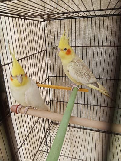 Cream and pearl cockatiel pair