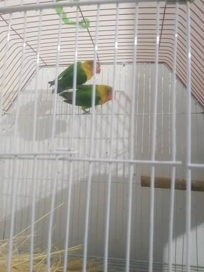 Green Fisher Lovebirds Pathay Breeder Albino Creamino Decino Opaline