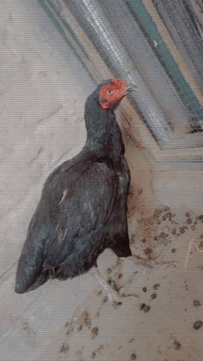 aseel java female healty and active