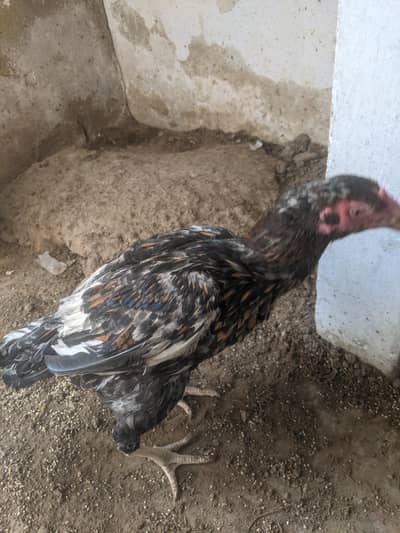 allhudullelah Ghar ka bacah hy